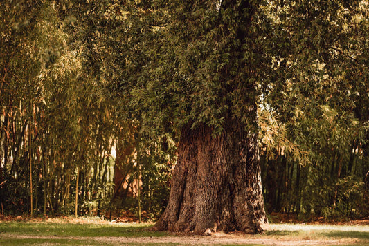 Scegli il tuo albero!